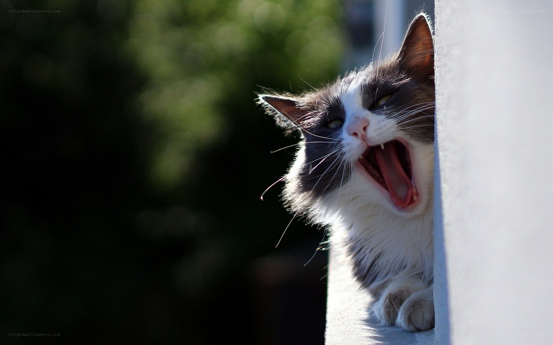 yawning cat on a wall