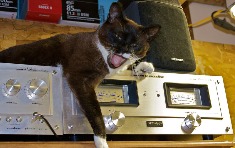 Yawning Cat on Amplifier