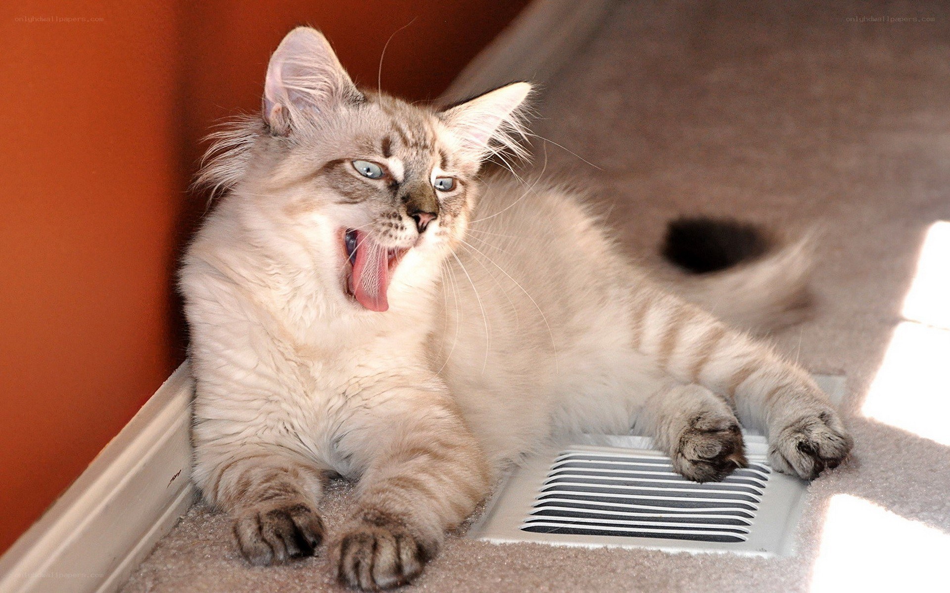 yawning cat on carpet