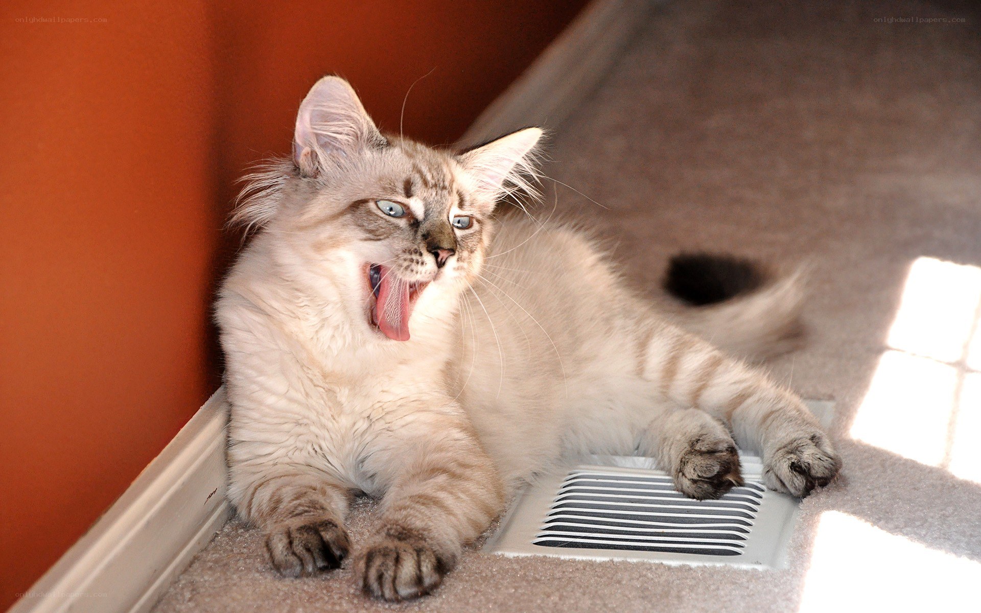 yawning cat on carpet