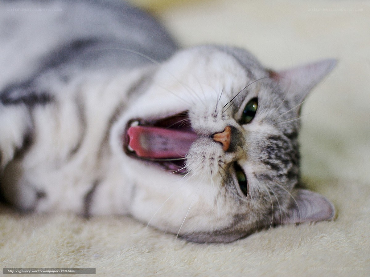 yawning cat on carpet