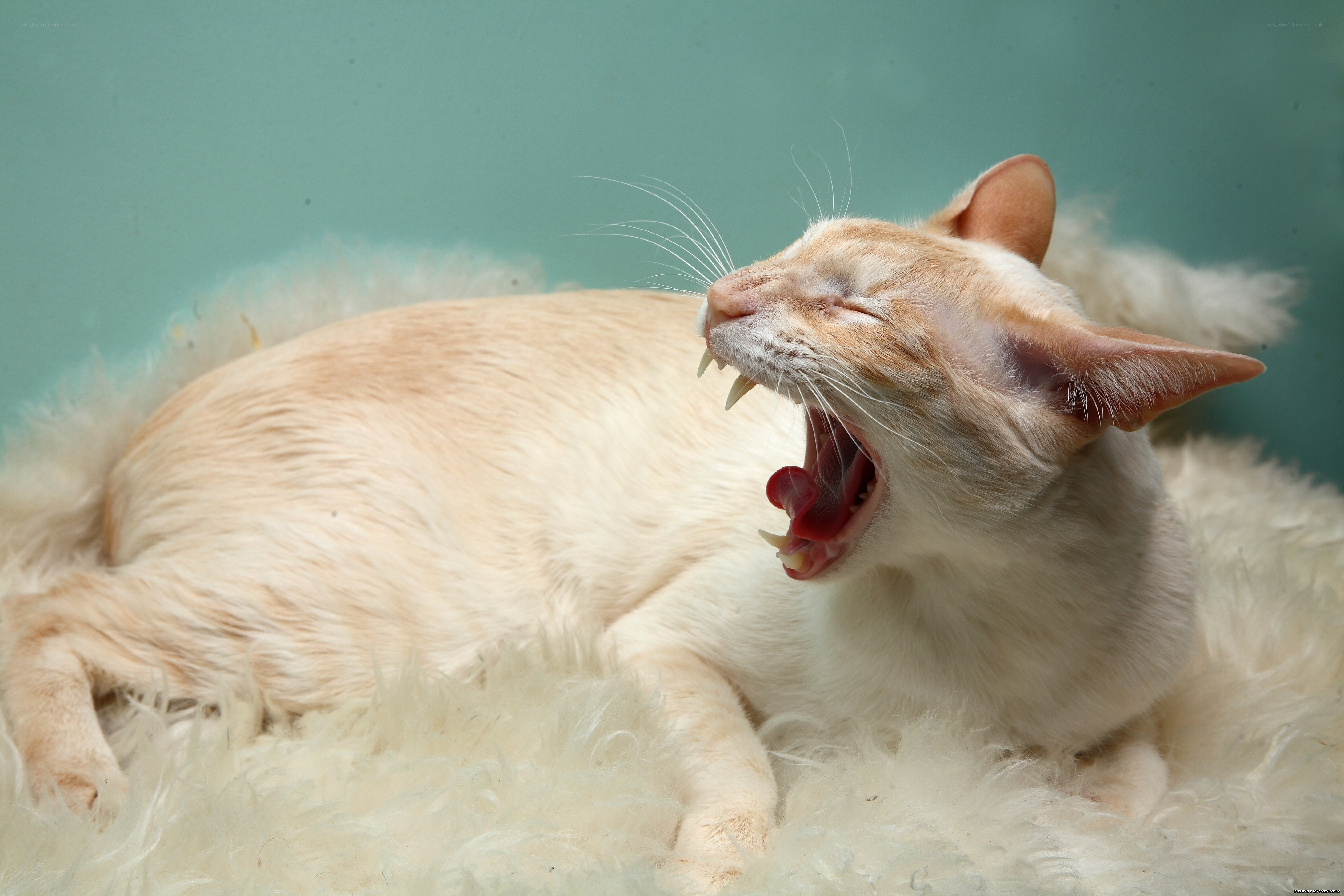 yawning cat on fluffy bed