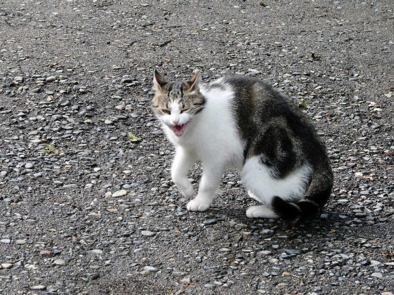 yawning cat on gravel