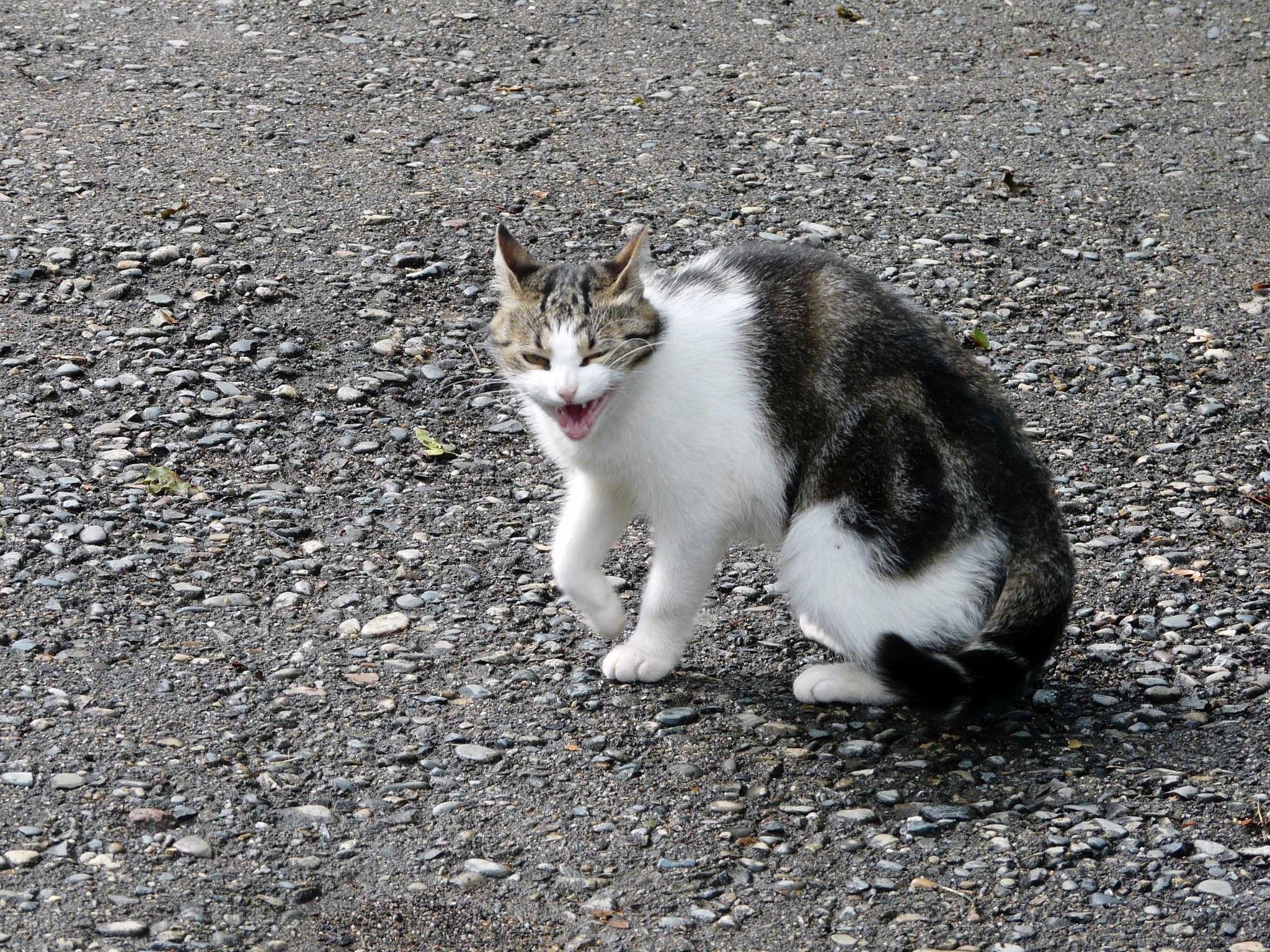 yawning cat on gravel