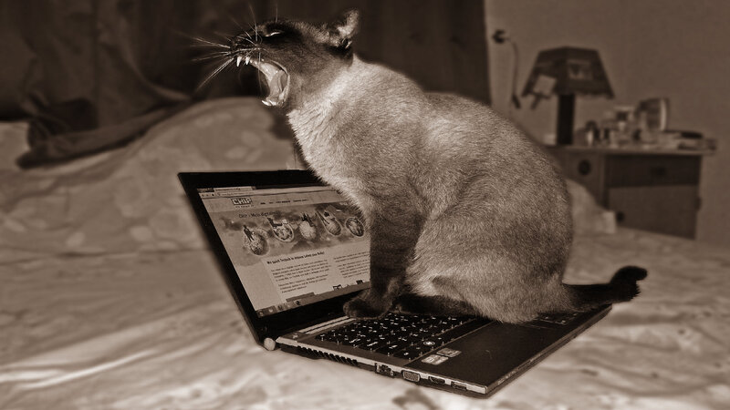 Yawning Cat on Laptop