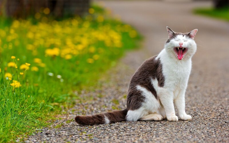 Yawning Cat on Path — White, Calm