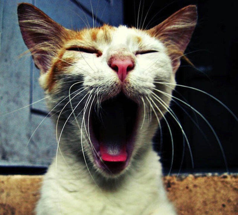 Yawning Cat