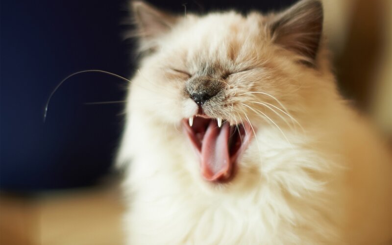 yawning fluffy cat