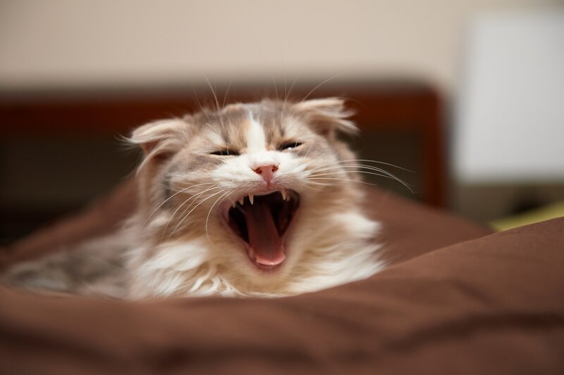 yawning fluffy cat