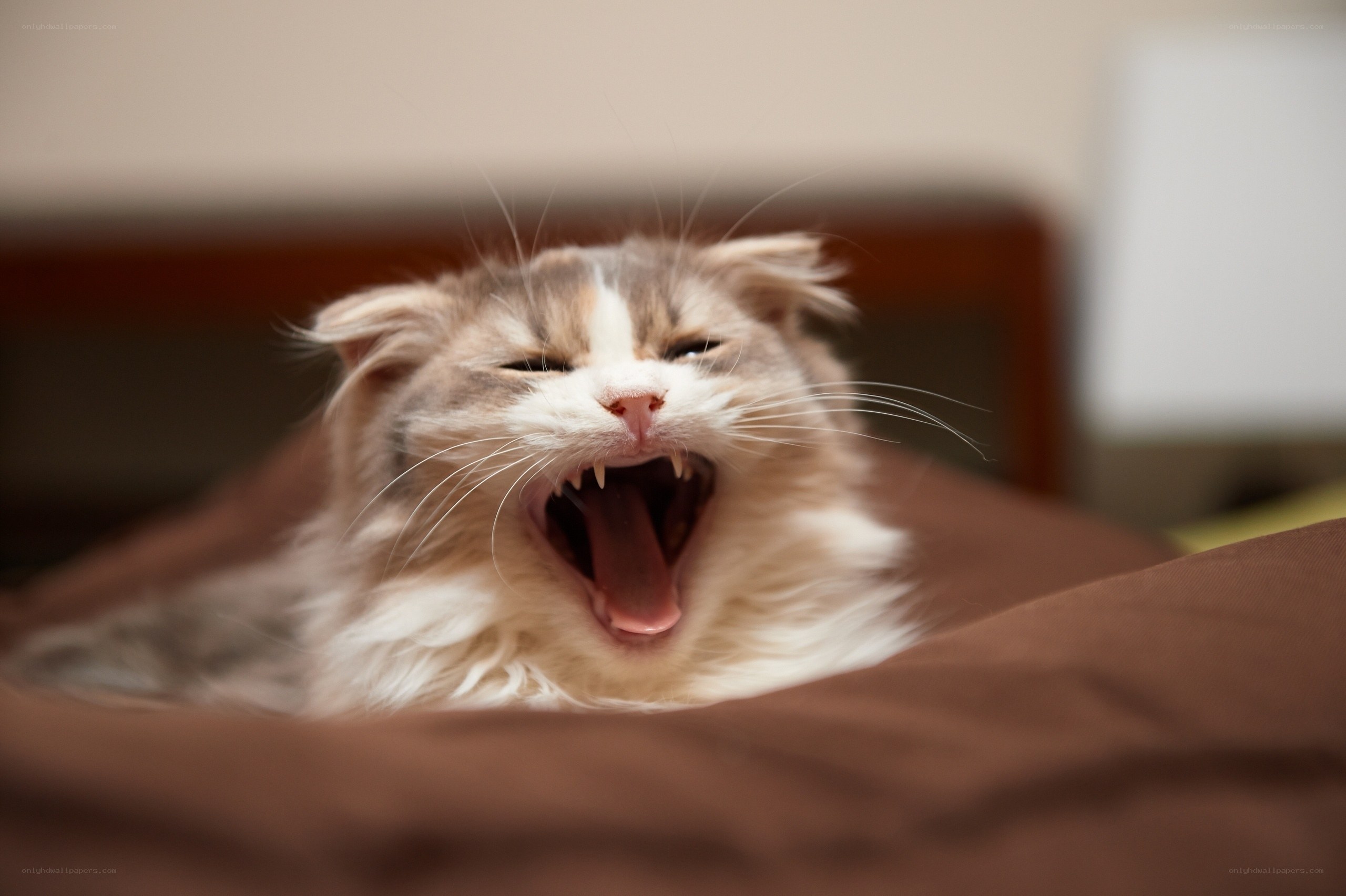 yawning fluffy cat