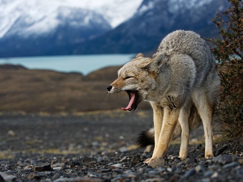Yawning Fox in Mountains