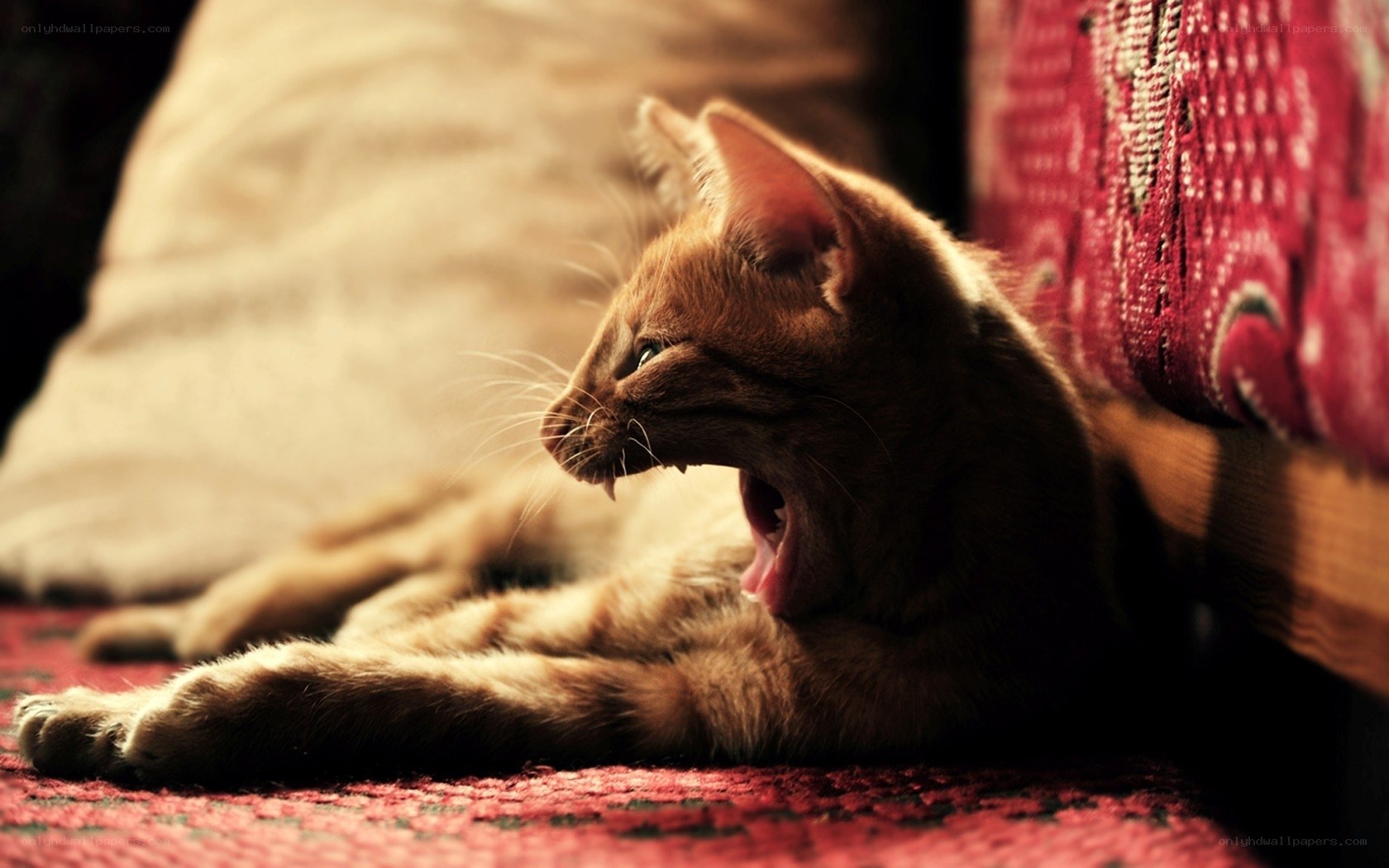 yawning ginger cat