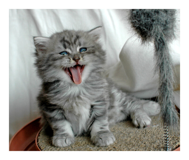yawning gray kitten
