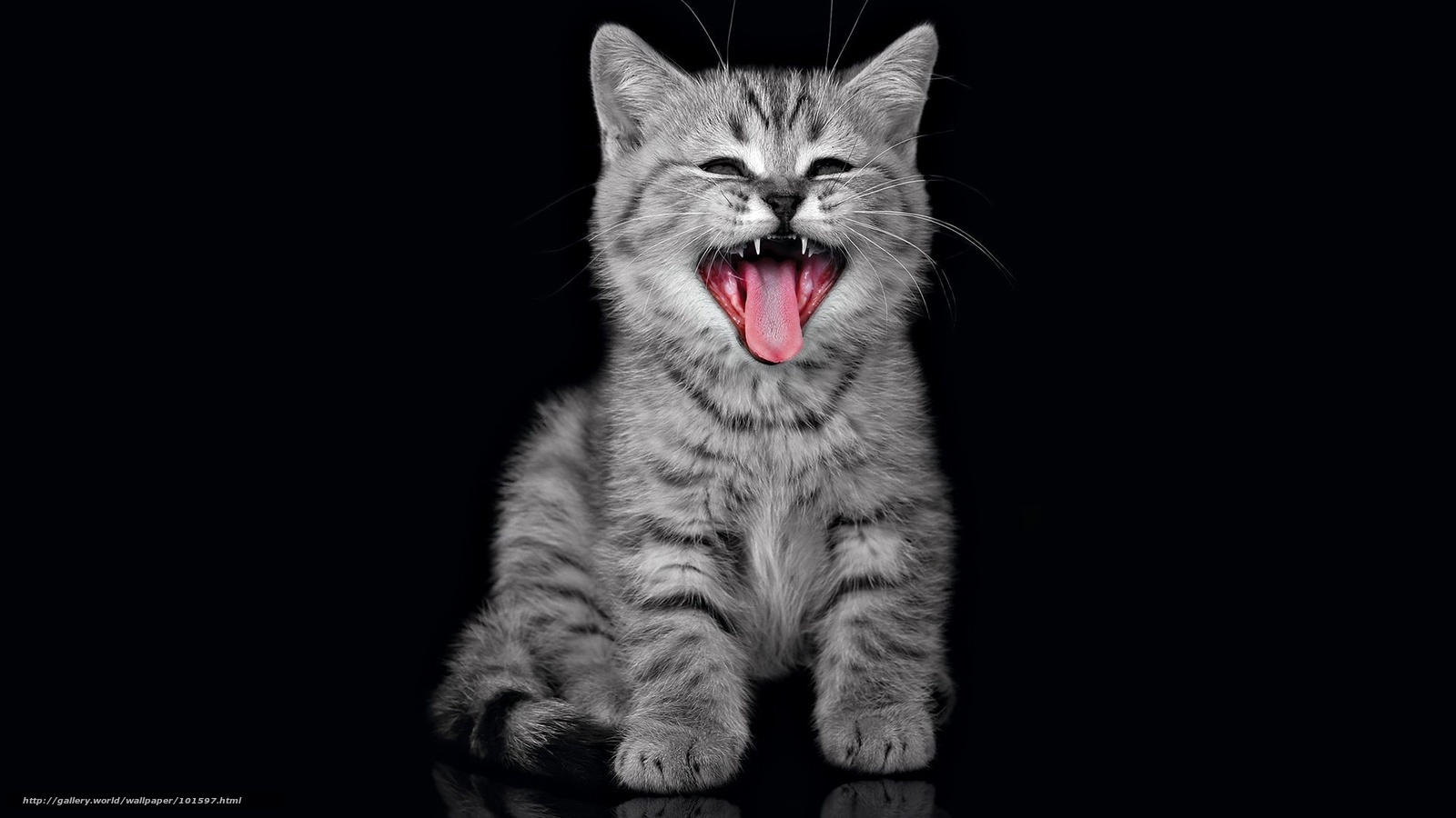 yawning kitten on black