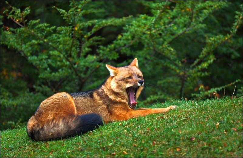 Yawning Maned Wolf
