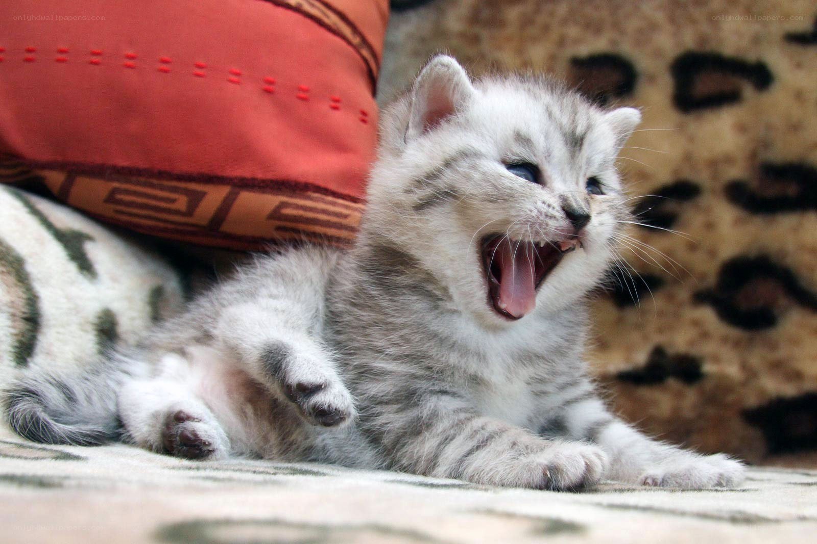 yawning silver tabby kitten