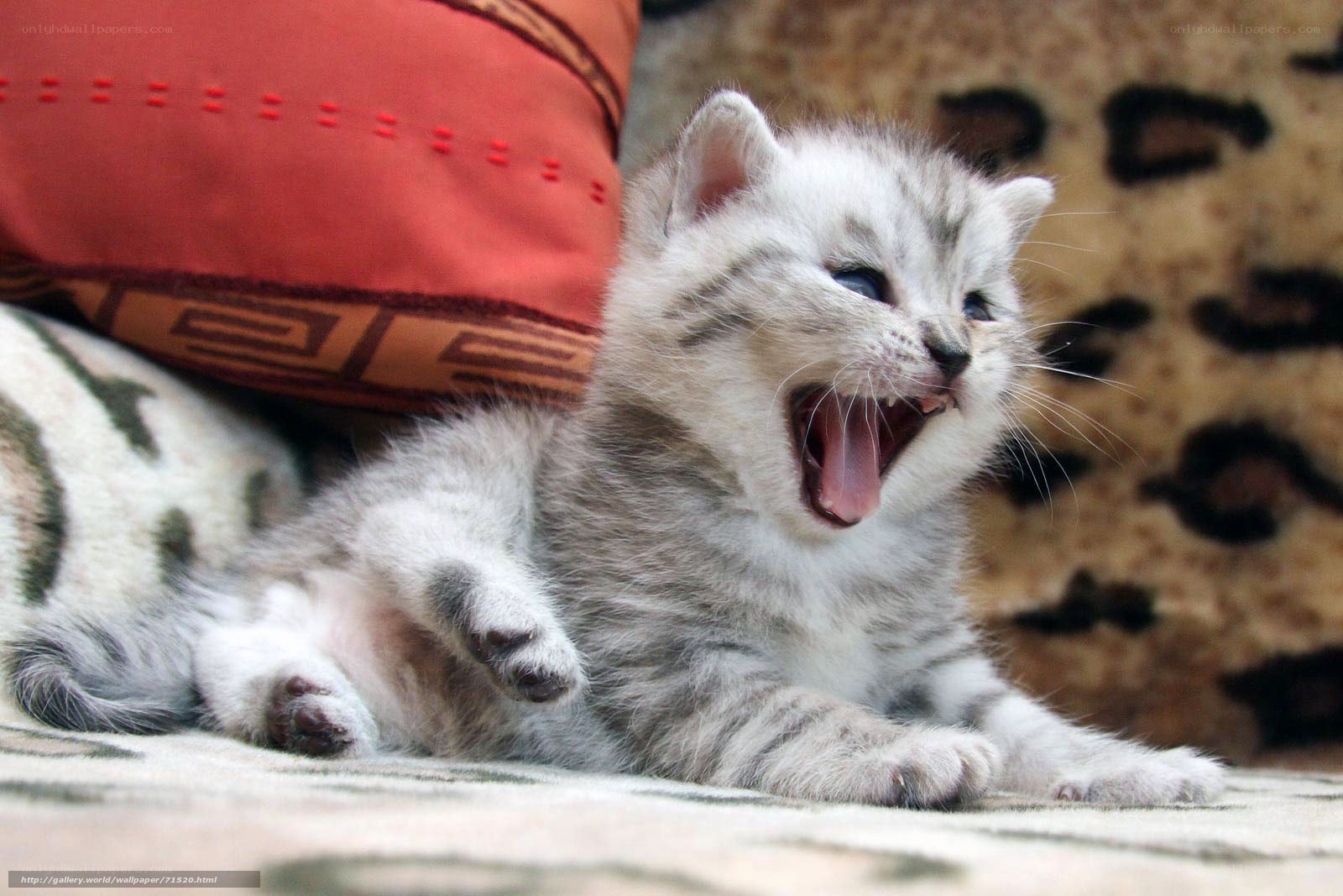 yawning silver tabby kitten