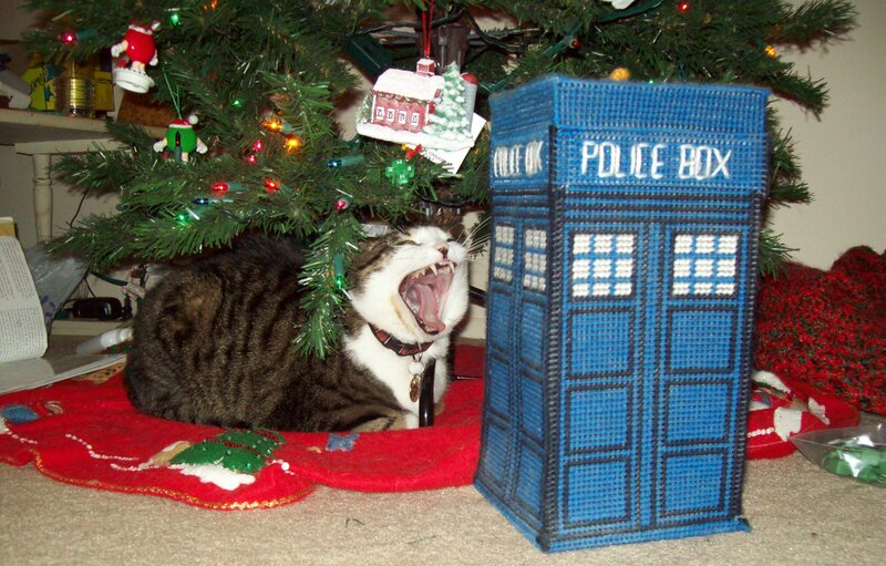 Yawning Tabby Cat — Blue