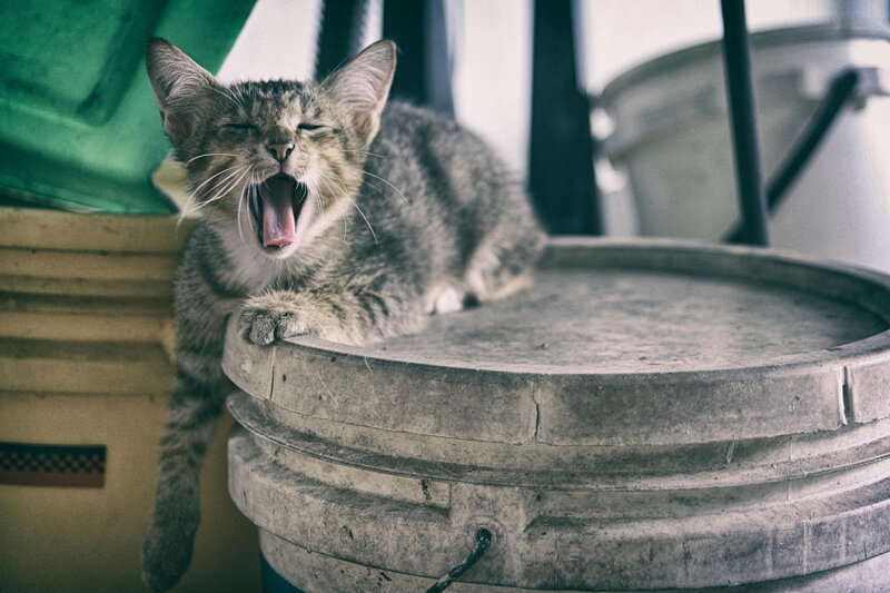 Yawning Tabby Cat — Gray, Calm