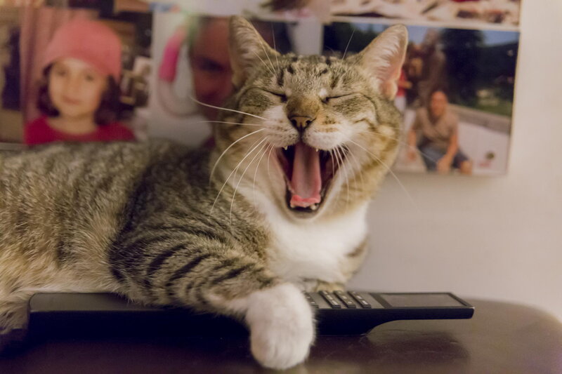 Yawning Tabby Cat — Gray, Relaxed
