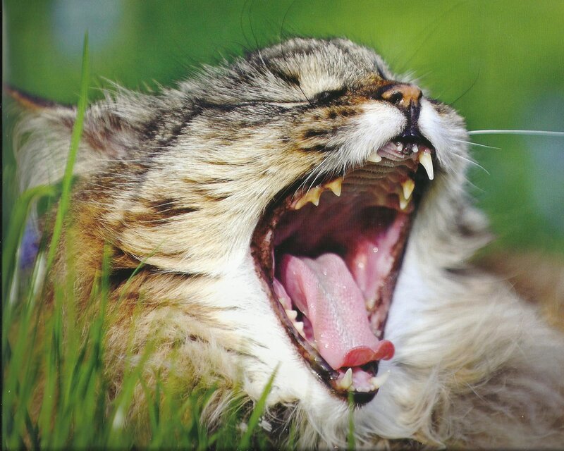 Yawning Tabby Cat — Green