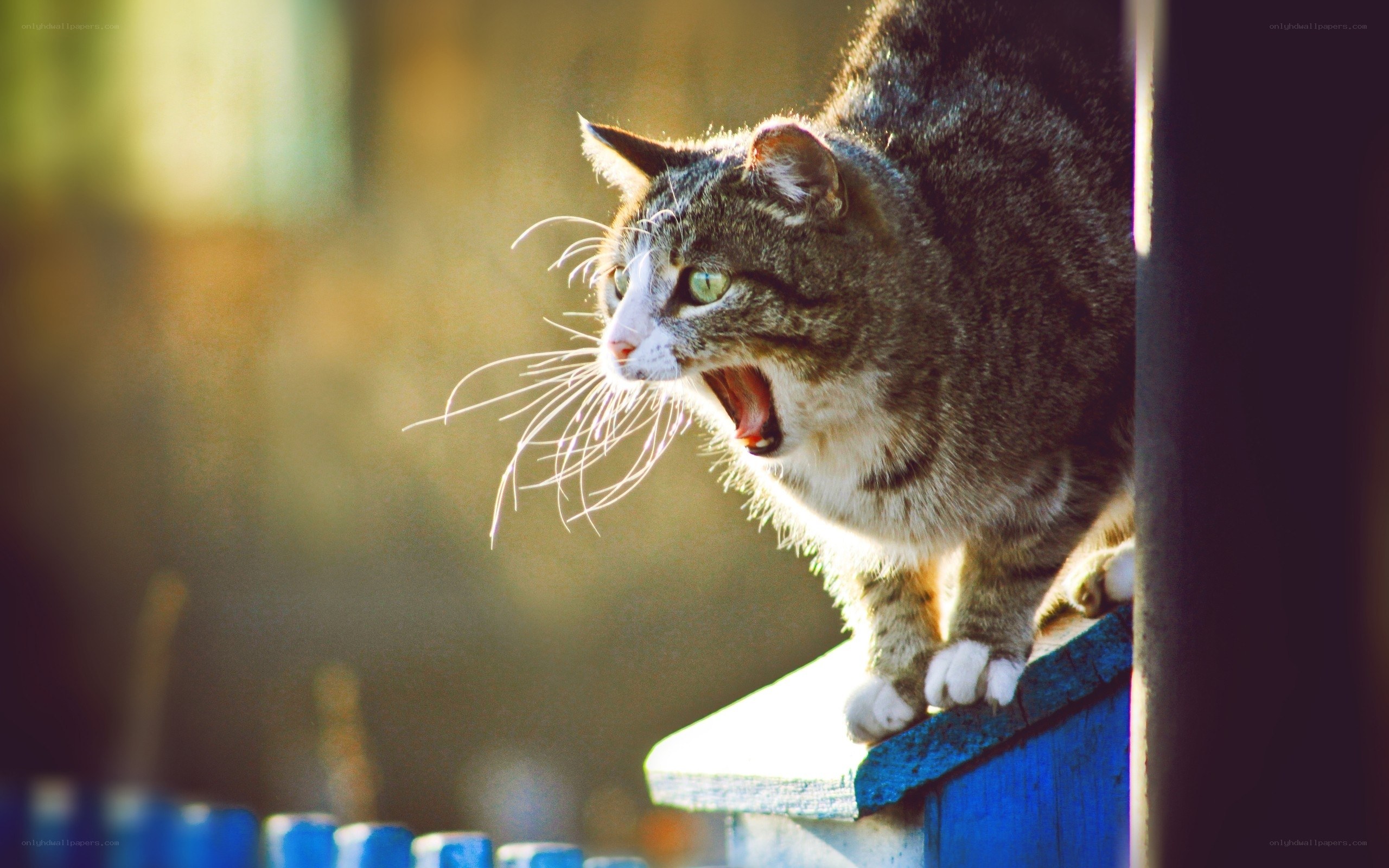 yawning tabby cat in sunlight