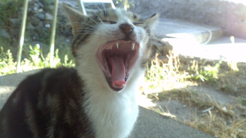 Yawning Tabby Cat — White, Calm