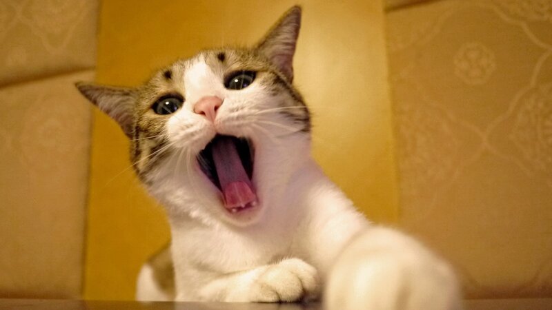 Yawning Tabby Cat — White, Neutral