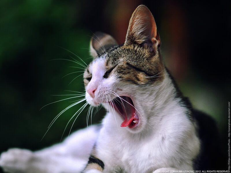 Yawning Tabby Cat — White, Relaxed