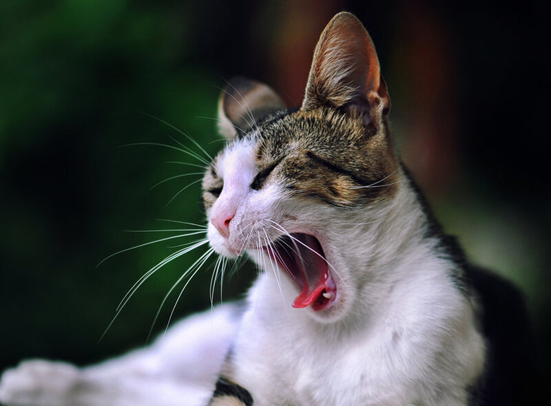 Yawning Tabby Cat — White