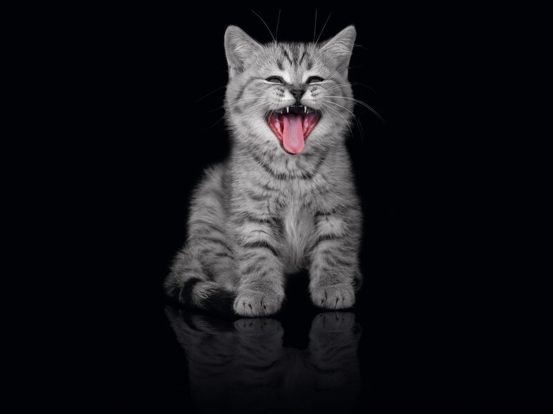 yawning tabby kitten