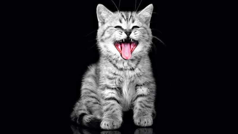 yawning tabby kitten