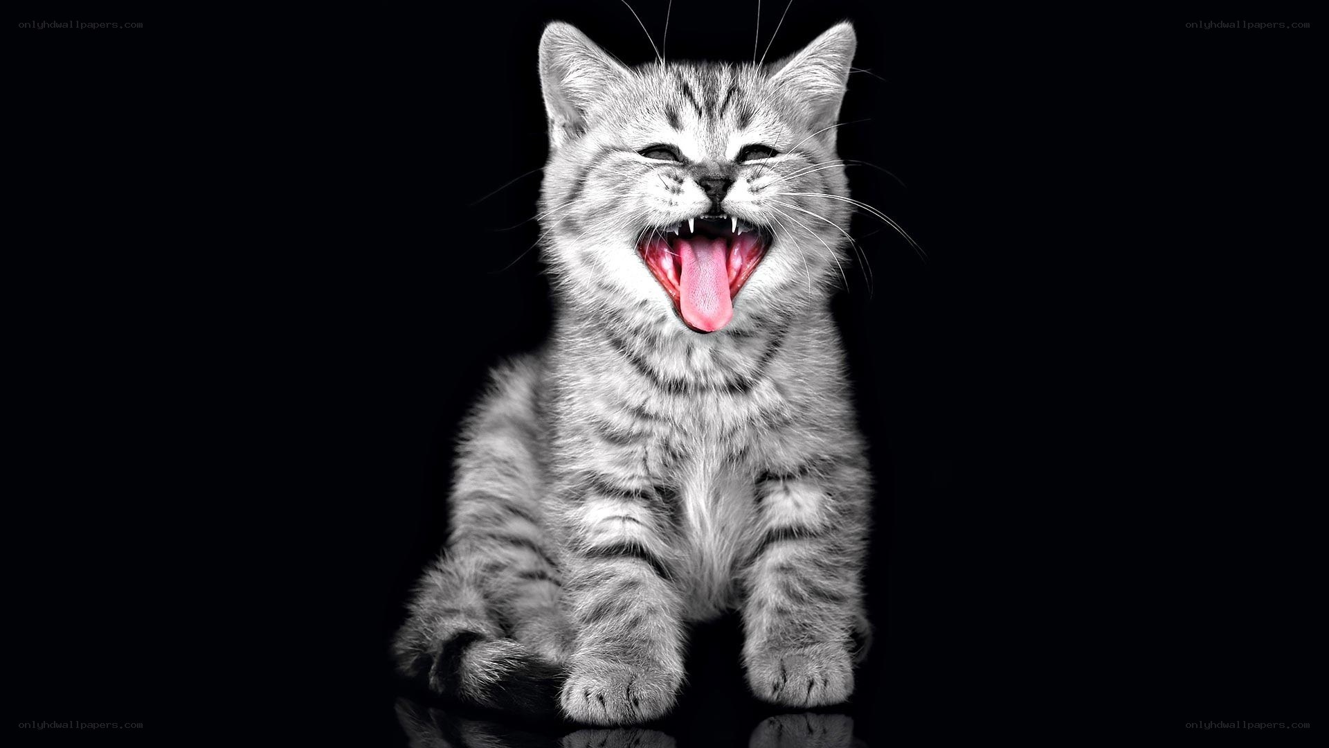 yawning tabby kitten