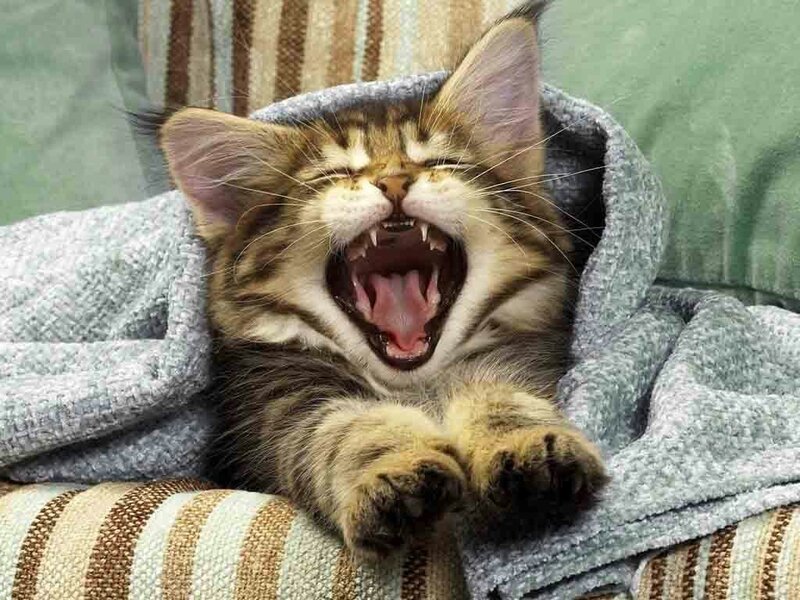 Yawning Tabby Kitten — Gray, Relaxed