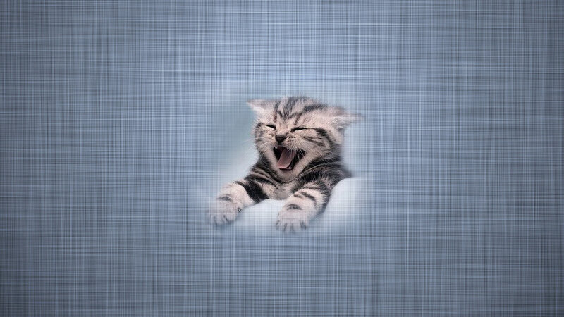 Yawning Tabby Kitten — Gray