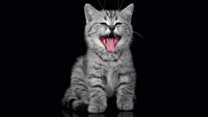 yawning tabby kitten
