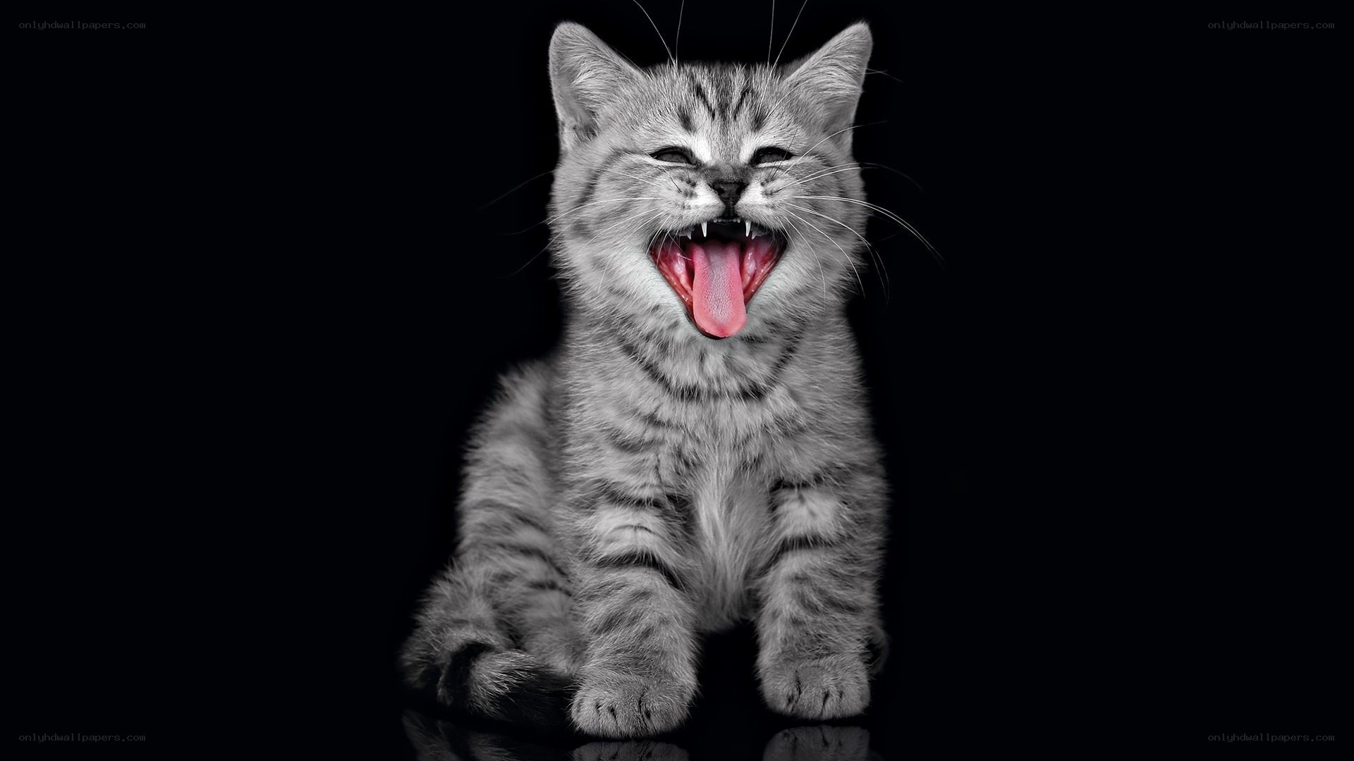 yawning tabby kitten