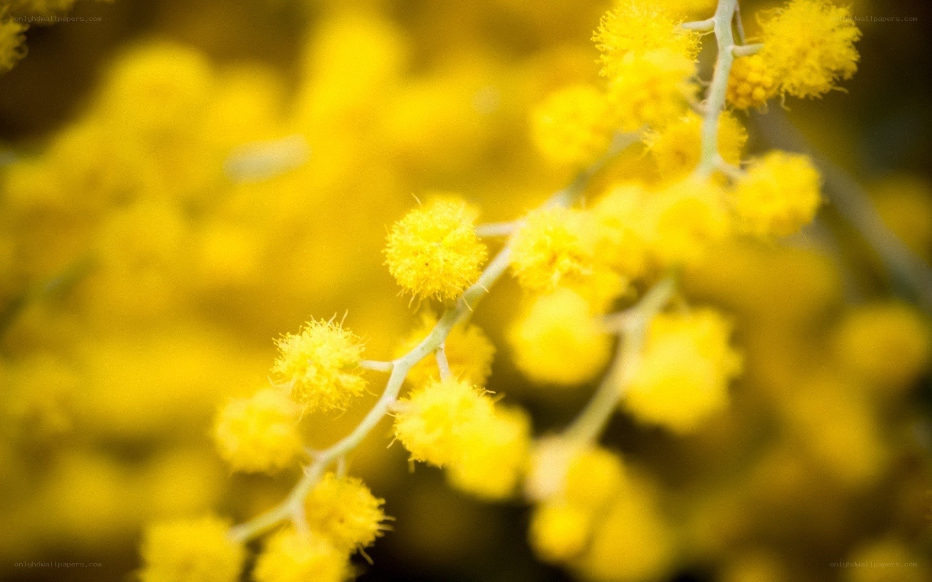 Yellow Acacia Blossoms