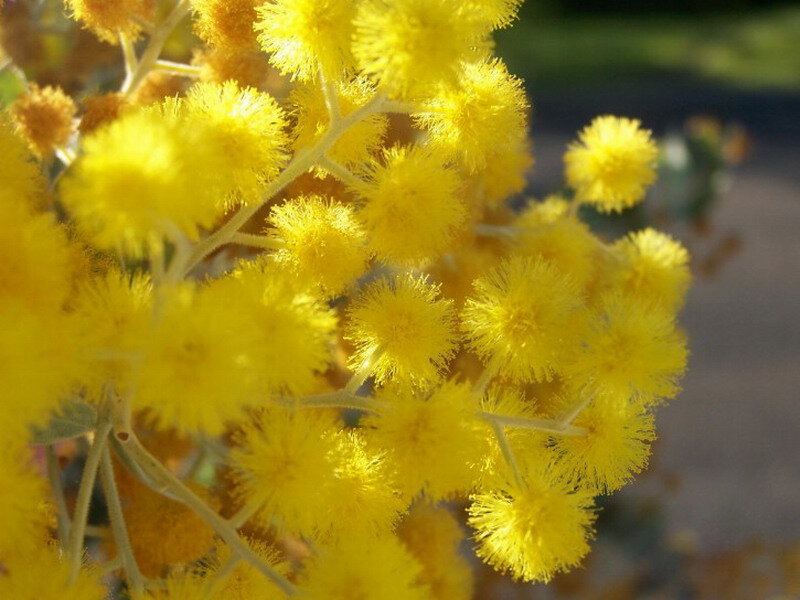 Yellow Acacia Flowers — Bright
