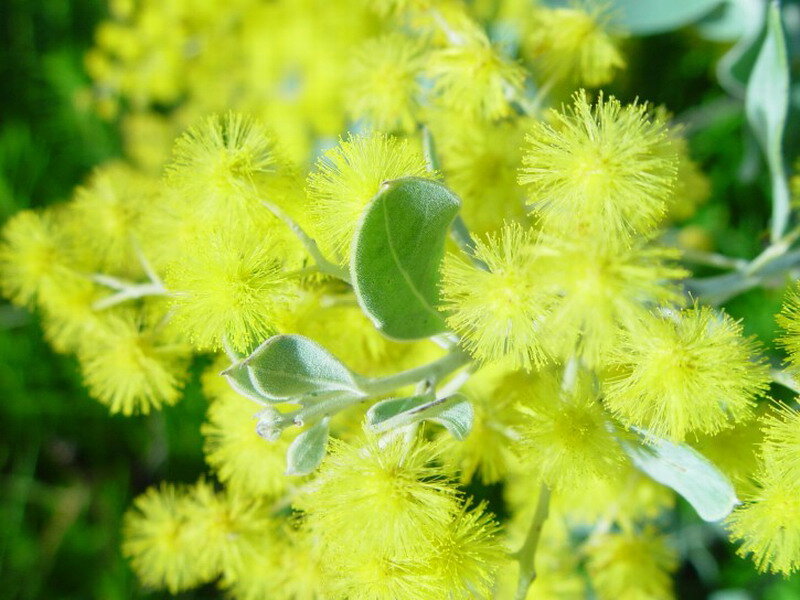 Yellow Acacia Flowers — Natural