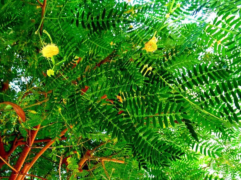 Yellow Acacia Flowers