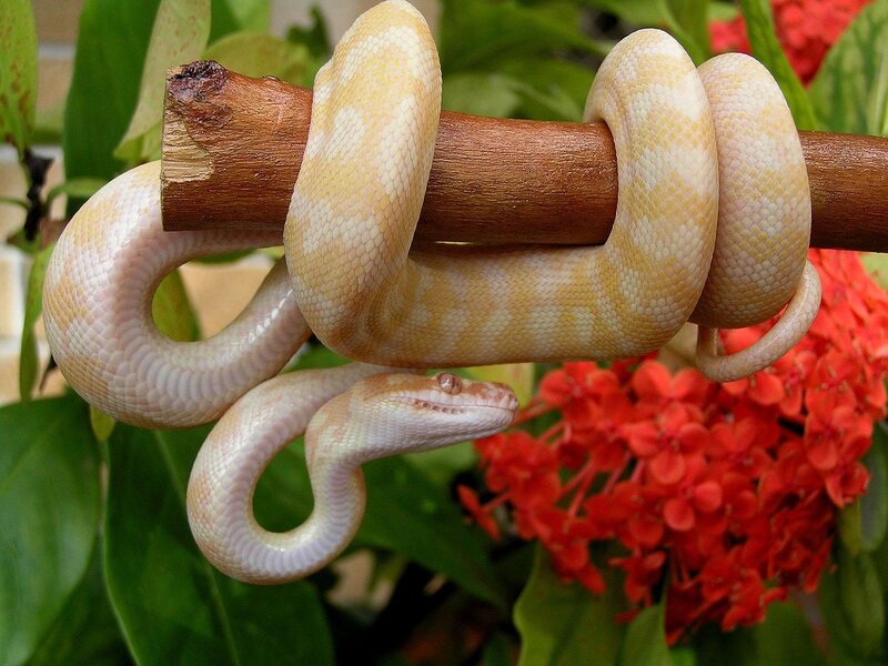 Yellow Albino Boa Constrictor
