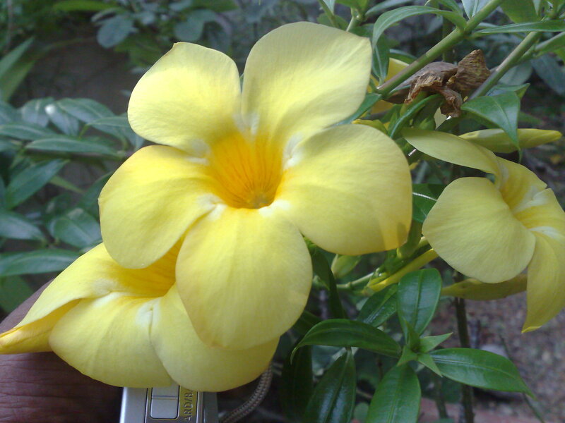 Yellow Allamanda Flower