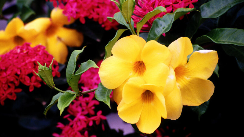 Yellow Allamanda Flowers
