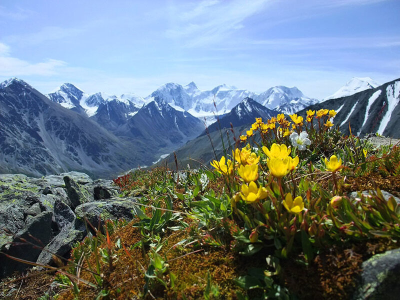 Yellow Alpine Flowers