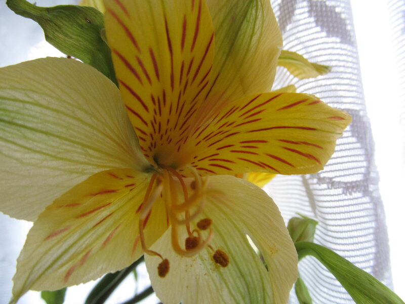 Yellow Alstroemeria Flower — Calm