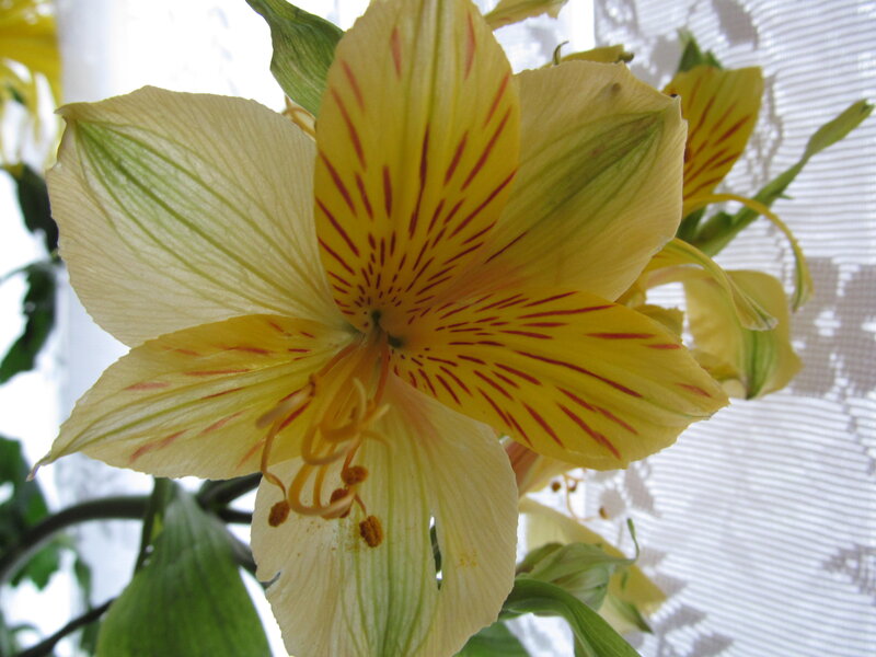 Yellow Alstroemeria Flower