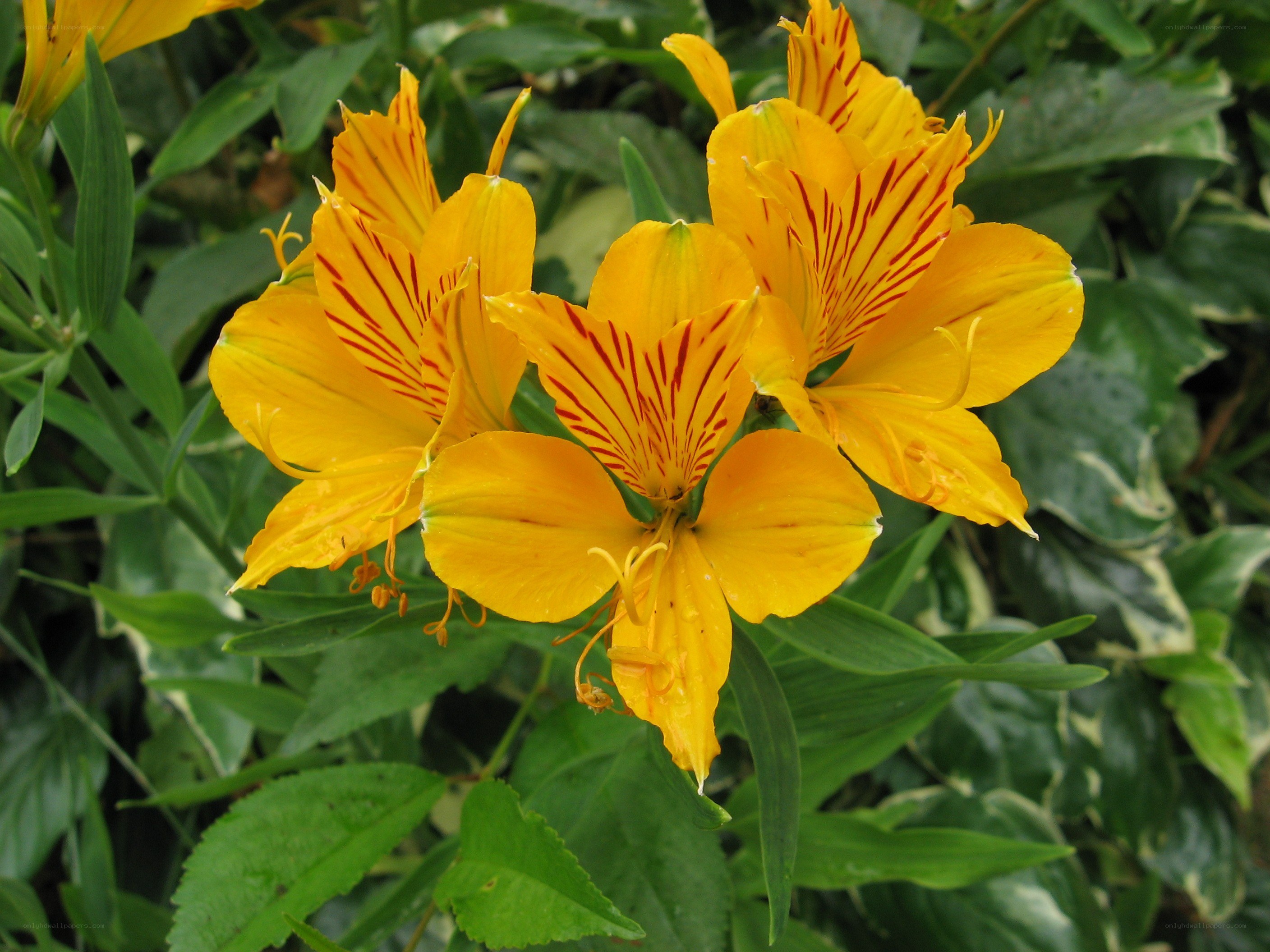 yellow alstroemeria flowers