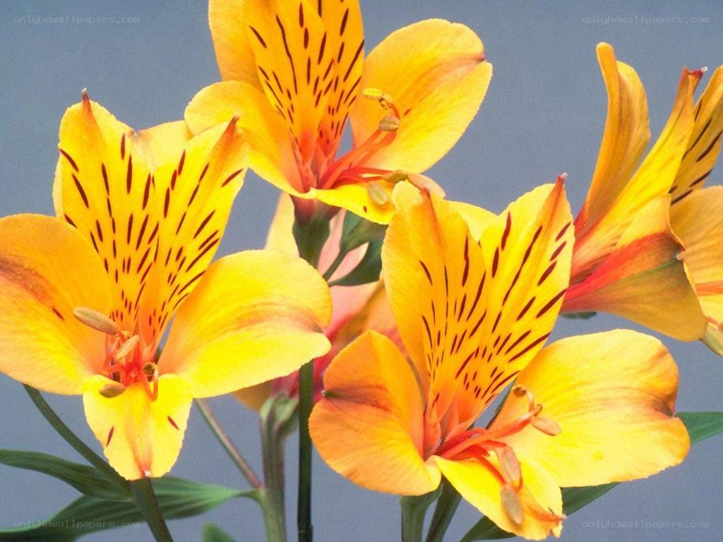 Yellow alstroemeria flowers