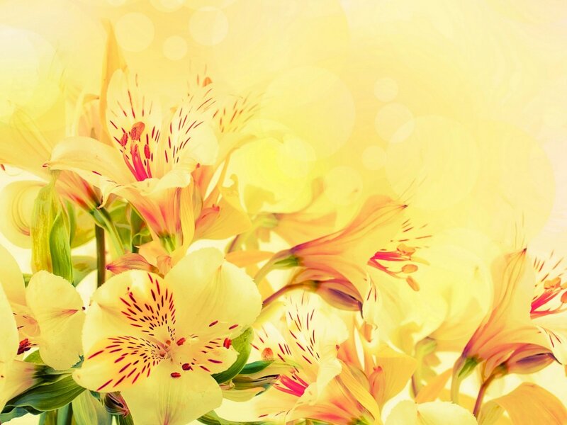 Yellow Alstroemeria Flowers — Bright, Afternoon